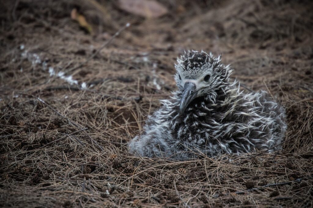 El nido del albatro